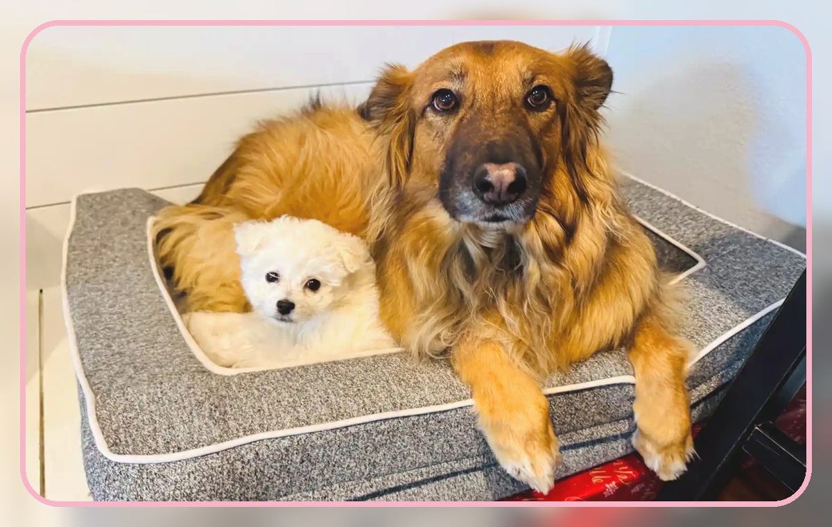 Creamo with golden dog